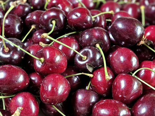 Prunus avium voorbeeld volwassen zoete kers. Hoogstam boom.