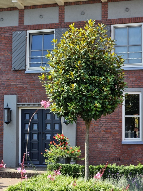 Magnolia 'Galissonnière', hoogstam in voortuin