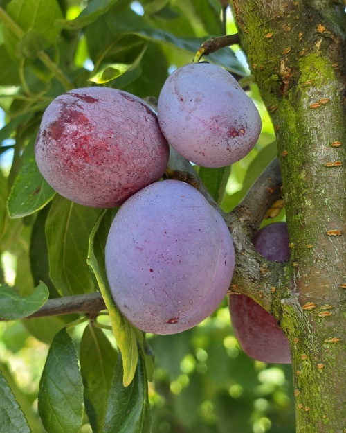 Prunus 'Victoria' is één van de meeste favoriete zoete pruimen in Nederland.