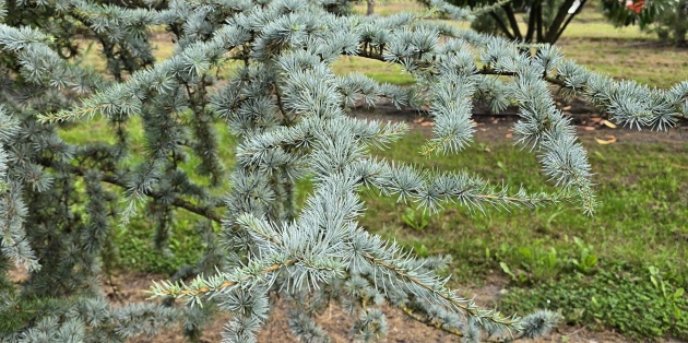 Ruimte voor groen: De mooiste grote bomen en hun indrukwekkende afmetingen