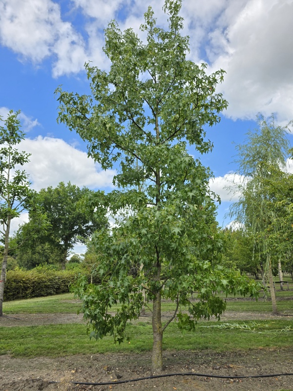 Amberboom