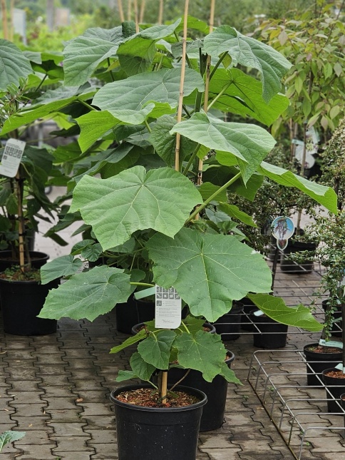 Paulownia tomentosa struikvorm in juni