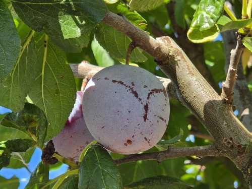 Prunus RC d'Althan