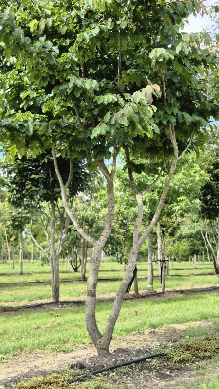 Perzisch IJzerhout