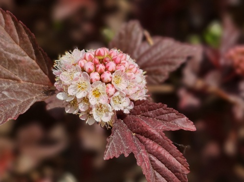 Physocarpus Lady in Red  augustus 2024