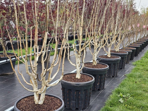 Betula utilis voorjaar 2025