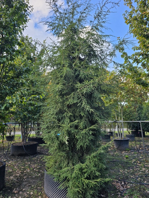Tsuga canadensis als bosachtige erfafscheiding