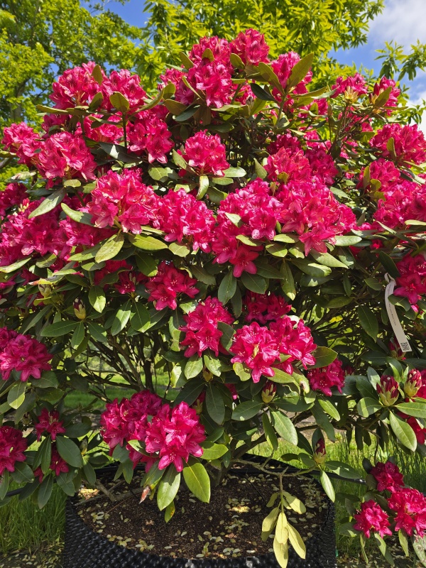 Rhododendron 'Nova Zembla'