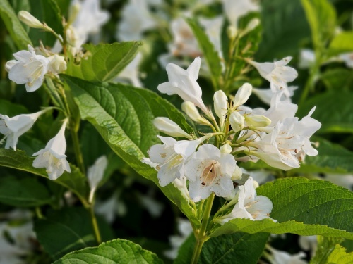 Weigela 'Candida' bloemdetail