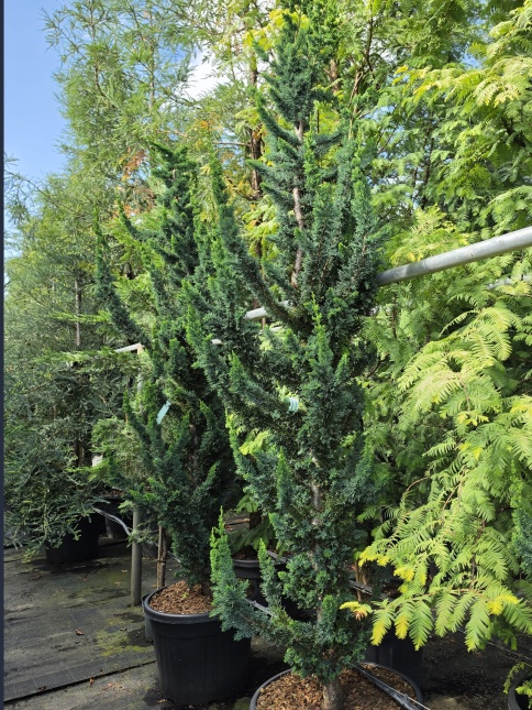 Schijncipres 'Wissel's Saguaro' ook fraai in uw Japanse tuin