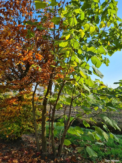 Paulownia Tomentosa