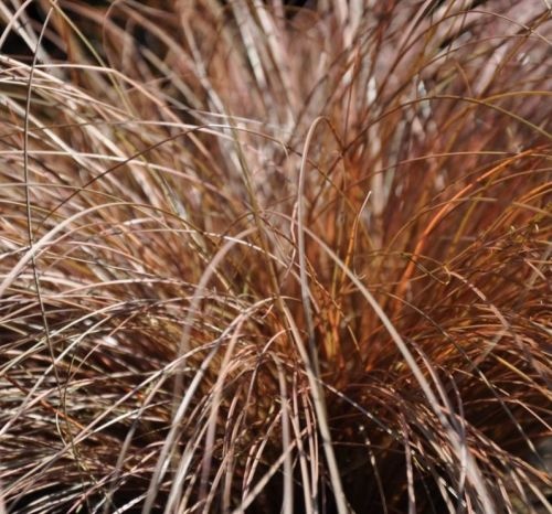 Zegge 'Bronze Form' siergrassen worden in pot geleverd