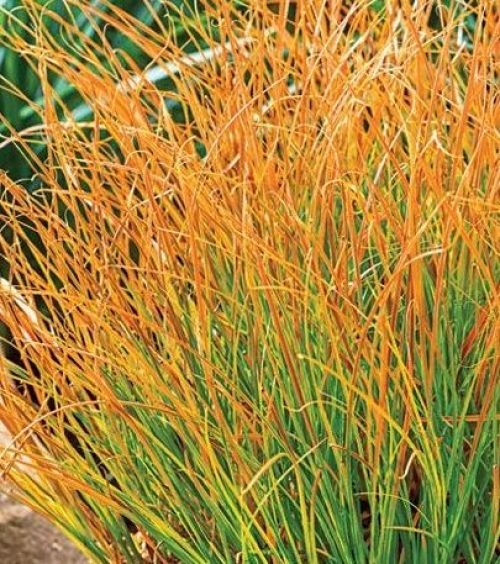 Groen, geel en oranje siergras Zegge 'Prairie Fire'