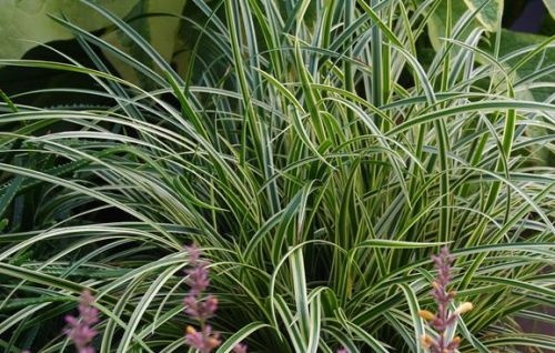 Carex 'Vanilla Ice' is fris groen met Vanilla witte randen