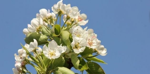 Zelfbestuivende vruchtbomen fruitbomen