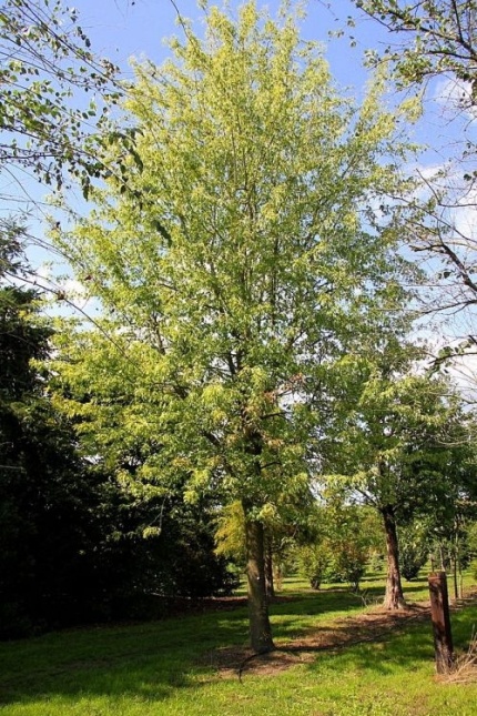 Zilveresdoorn  'Laciniatum Wieri' tak