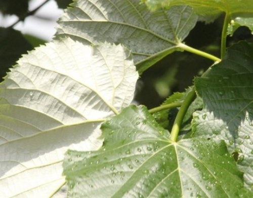 Zilverlinde , bolvorm, in de knop