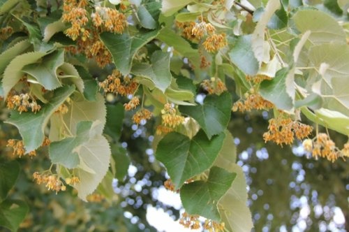 Zilverlinde - Tilia tomentosa