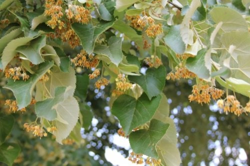 Zilverlinde, leivorm, detailfoto bloem