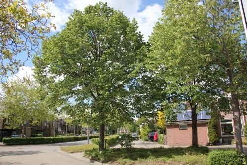 Zilverlinde - Tilia tomentosa