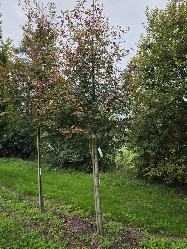Johannisbeerbaum