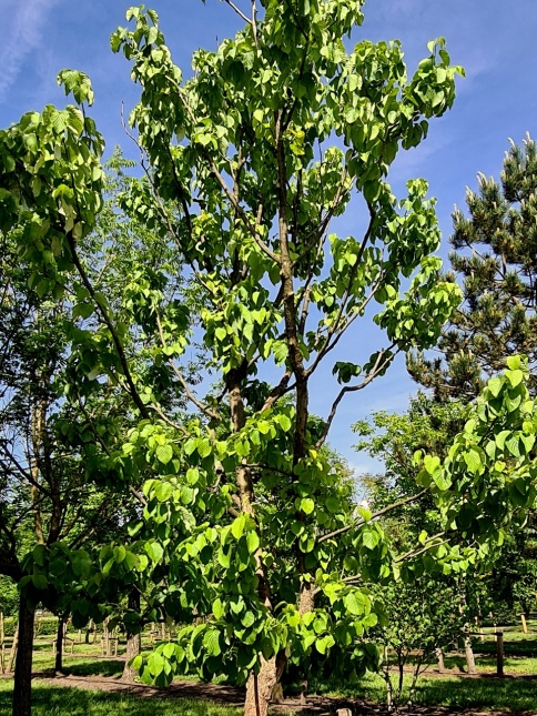 Vaantjesboom - Davidia involucrata