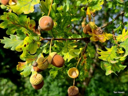 Quercus robur