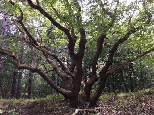 Zomereik - Quercus robur