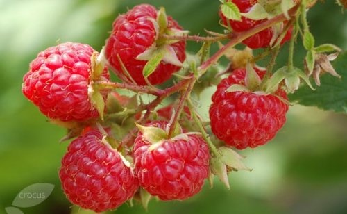 Zomerframboos 'Glen Ample' aan de struik