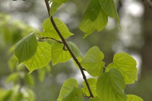 Zomerlinde - Tilia platyphyllos