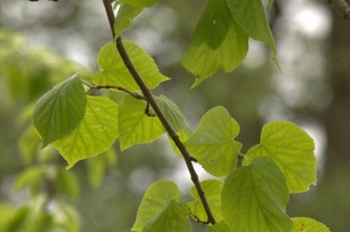 Zomerlinde, leivorm scherm op stam