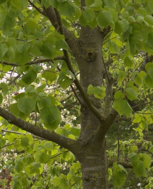 Zomerlinde, meerstammig