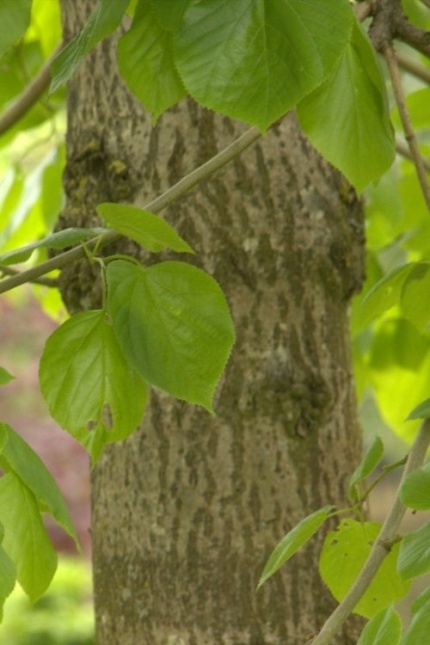 Zomerlinde spillen leveren wij in bosjes van 5 stuks
