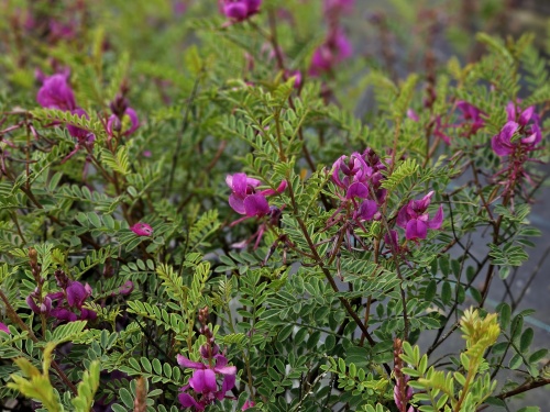 Indigofera heterantha