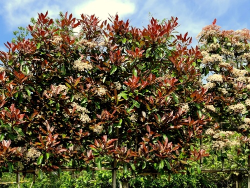 Glansmispel 'Red Robin', leivorm met bamboescherm