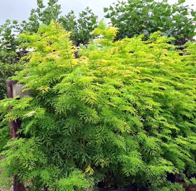 Sambucus nigra ‘Golden Tower’, smalblijvende vlier met geelgroen blad