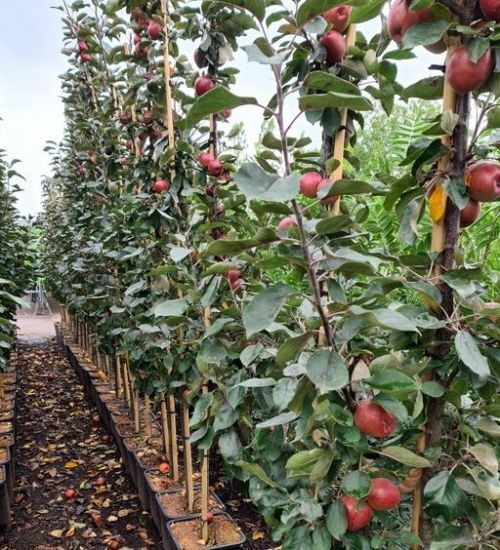 Vruchten Malus domestica 'Redlane'
