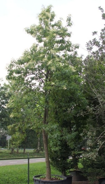 Zuurboom - Oxydendrum arboreum