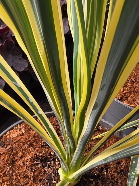 Palmlelie 'Bright Edge' - Yucca filamentosa 'Bright Edge'
