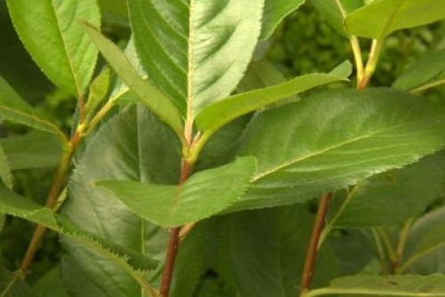 Zwarte Appelbes - Aronia melanocarpa