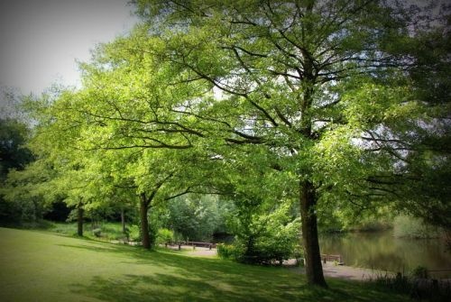 Zwarte Els 'Laciniata' in park