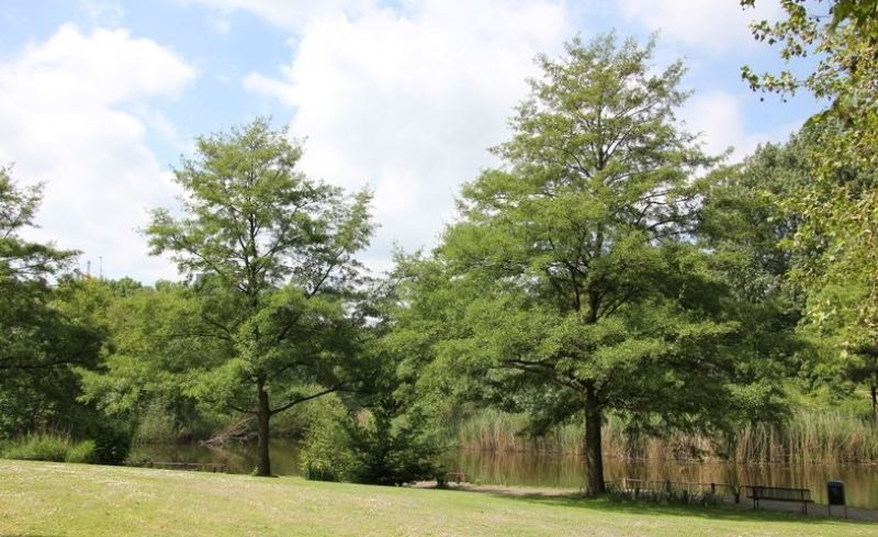 Zwarte Els 'Laciniata' in park
