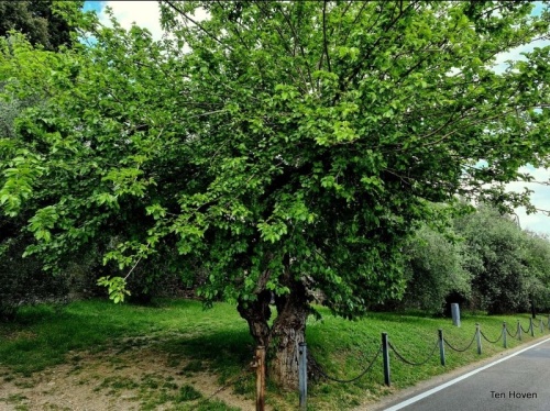 Morus nigra blad en vrucht van de zwarte moerbei