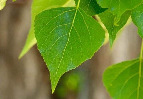 Zwarte populier - Populus nigra