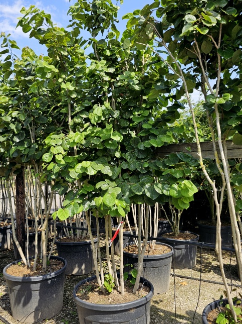 Chinese Judasboom 'Avondale'