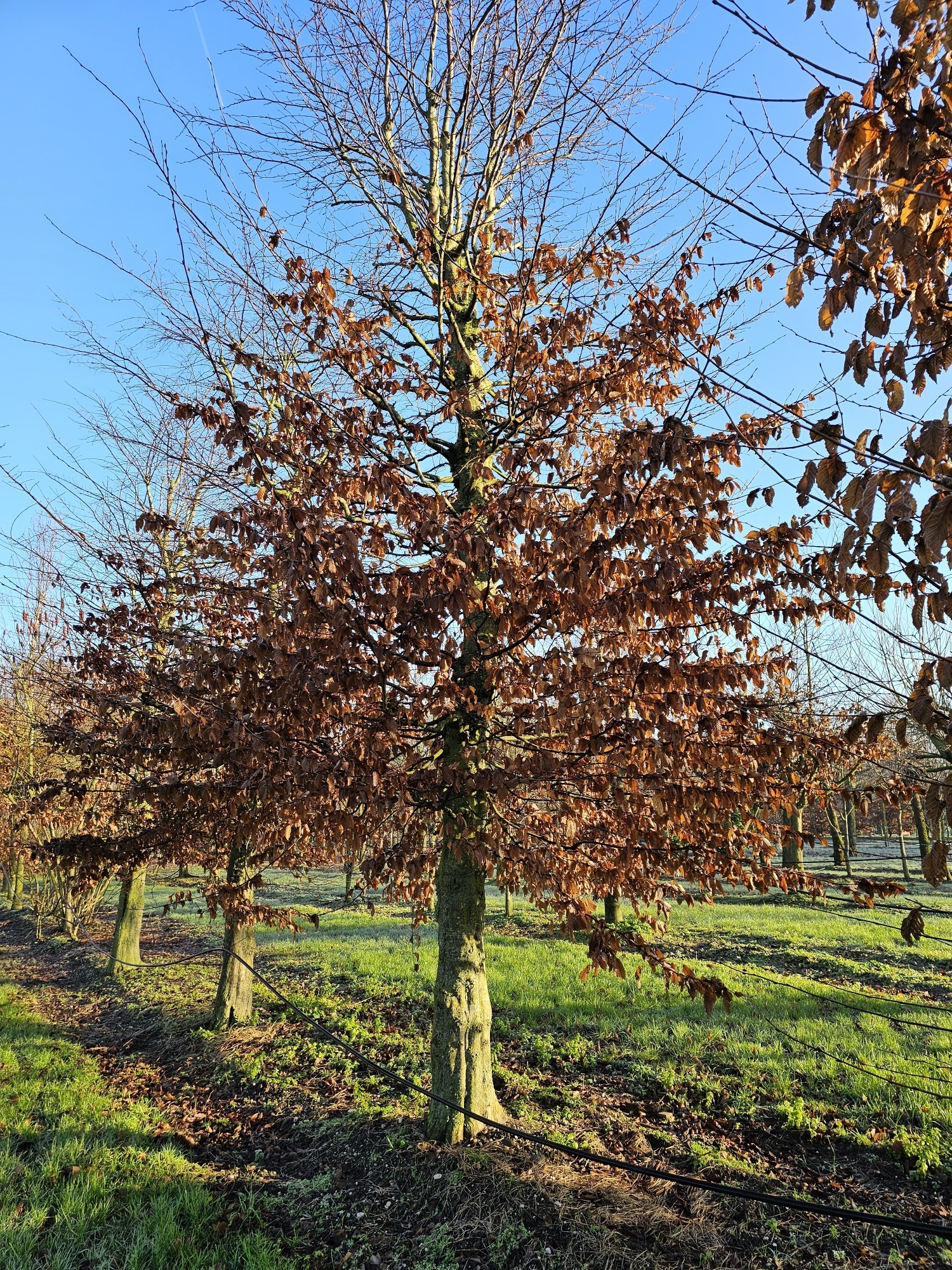 Robuster einheimischer Baum