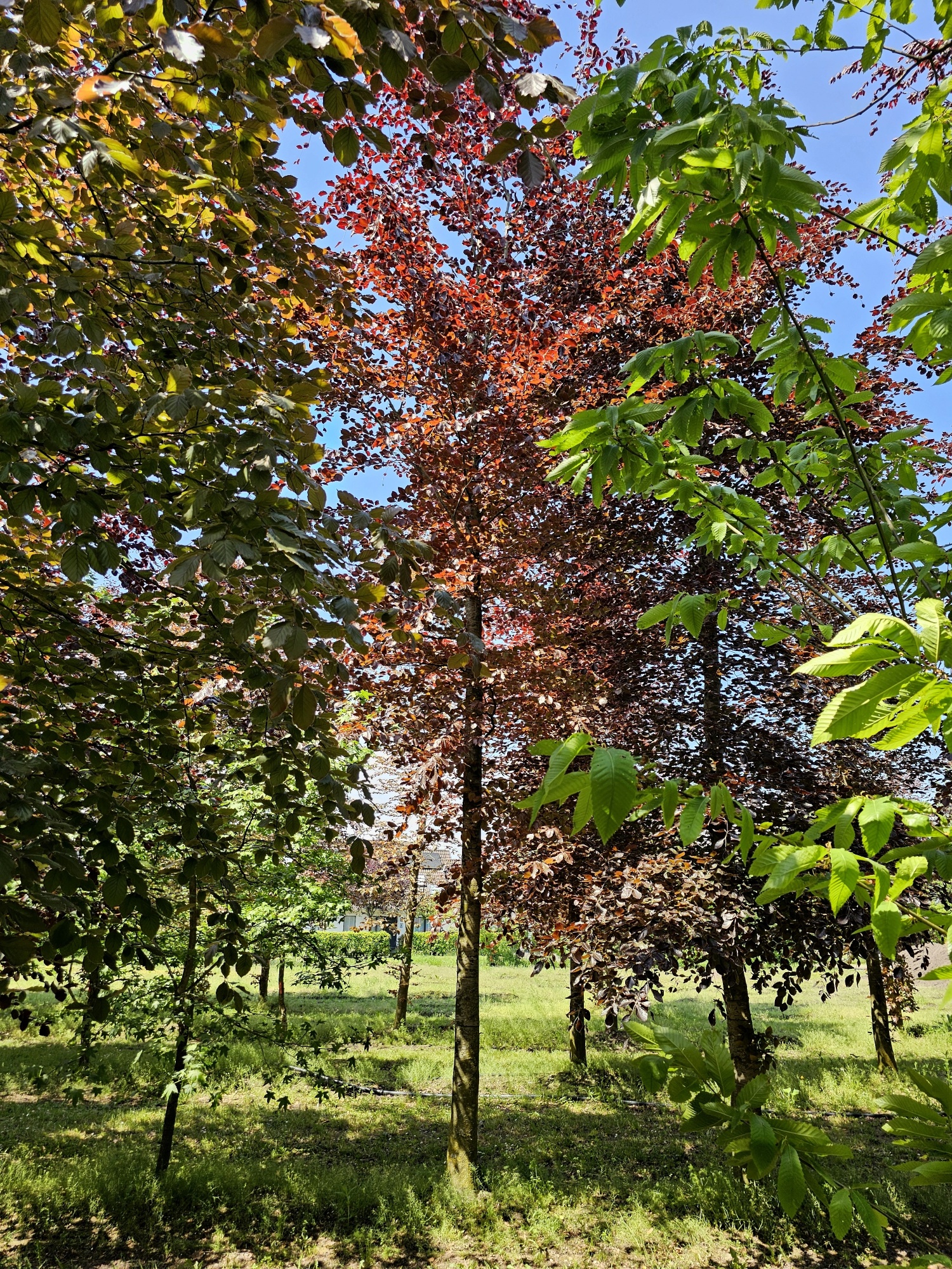 Mchten Sie eine groe Rotbuche kaufen? | Ten Hoven Bomen