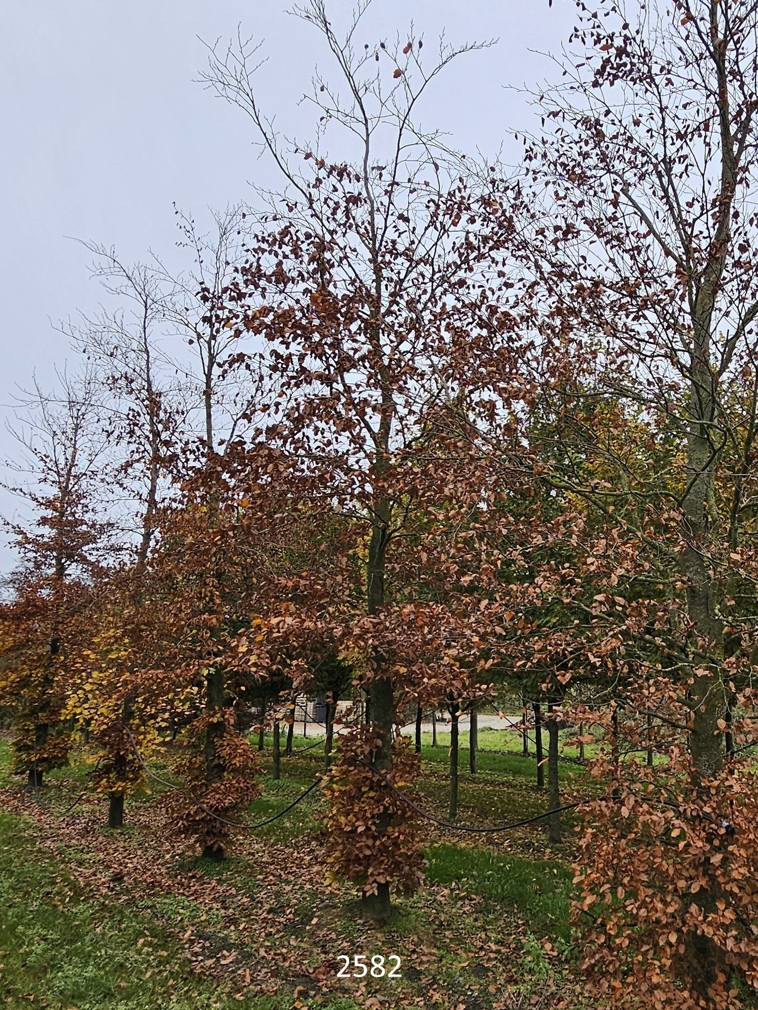 Fagus sylvatica ist ein schner einheimischer Solitrbaum