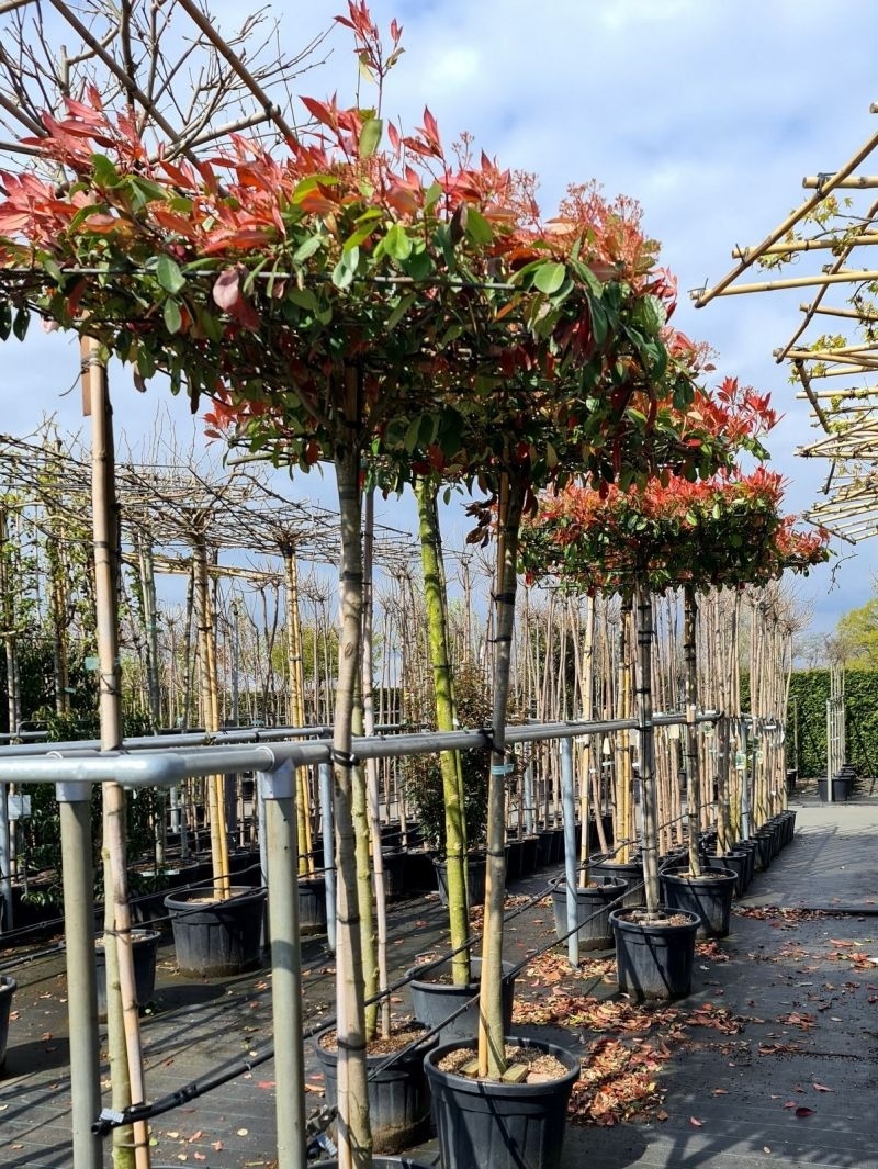 photinia-hecke 'red robin' Glanzmispel 'Red Robin' (x3) - Photinia fraseri Red Robin