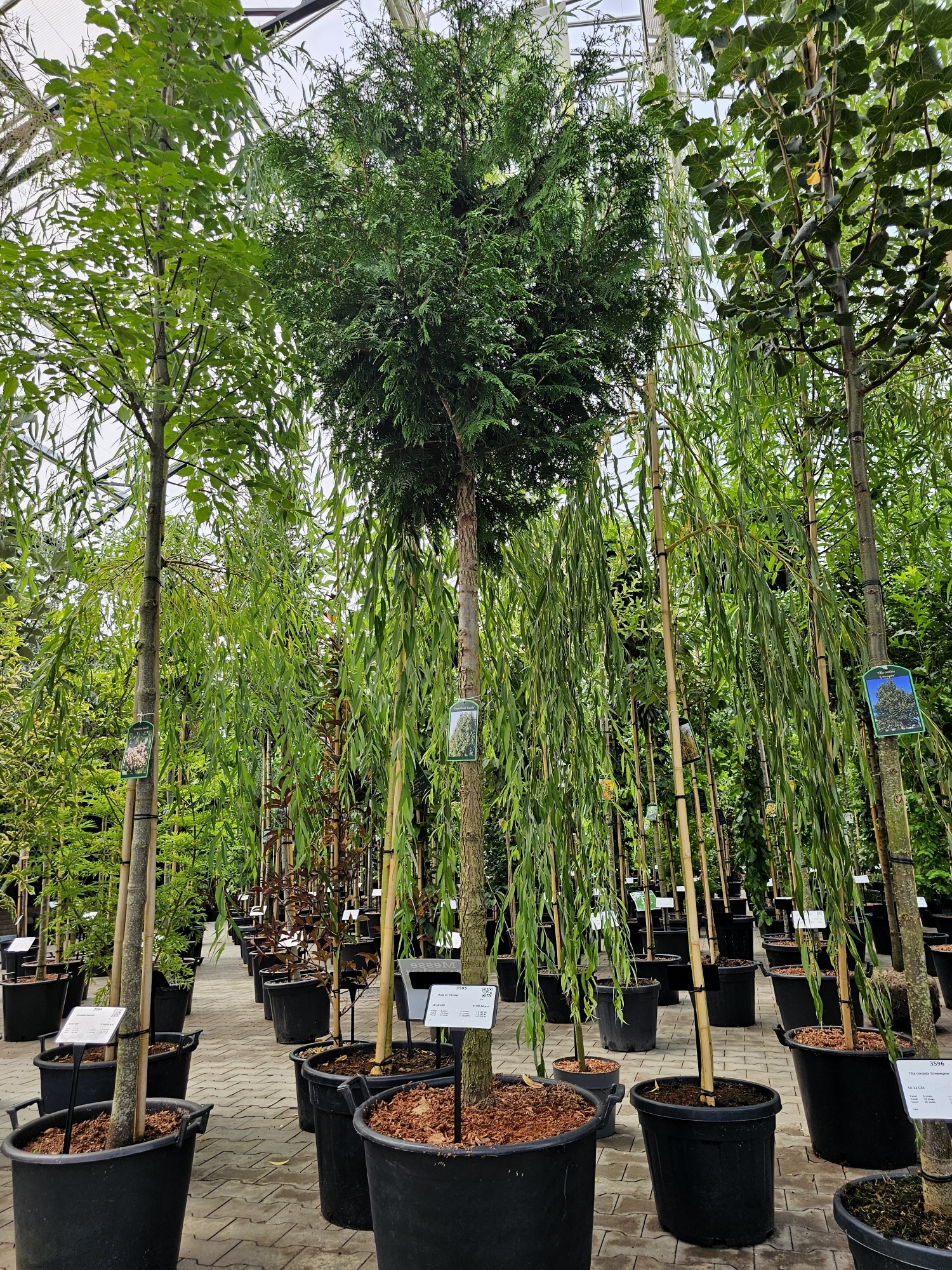 thuja weier belag am stamm Thuja occidentalis 'Brabant' Konifere (Lebensbaum) | 60-80 cm mit  Wurzelballen